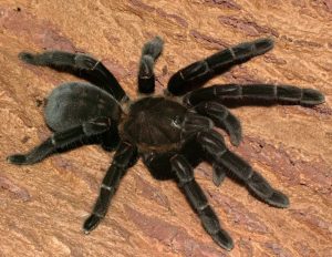 Haplopelma doriae