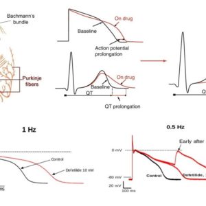 Assay Services, Ion Channel Reader, Cardiac Safety & Function Assays. Inhibition of hERG by defetilide increases action potential duration & induces EADs