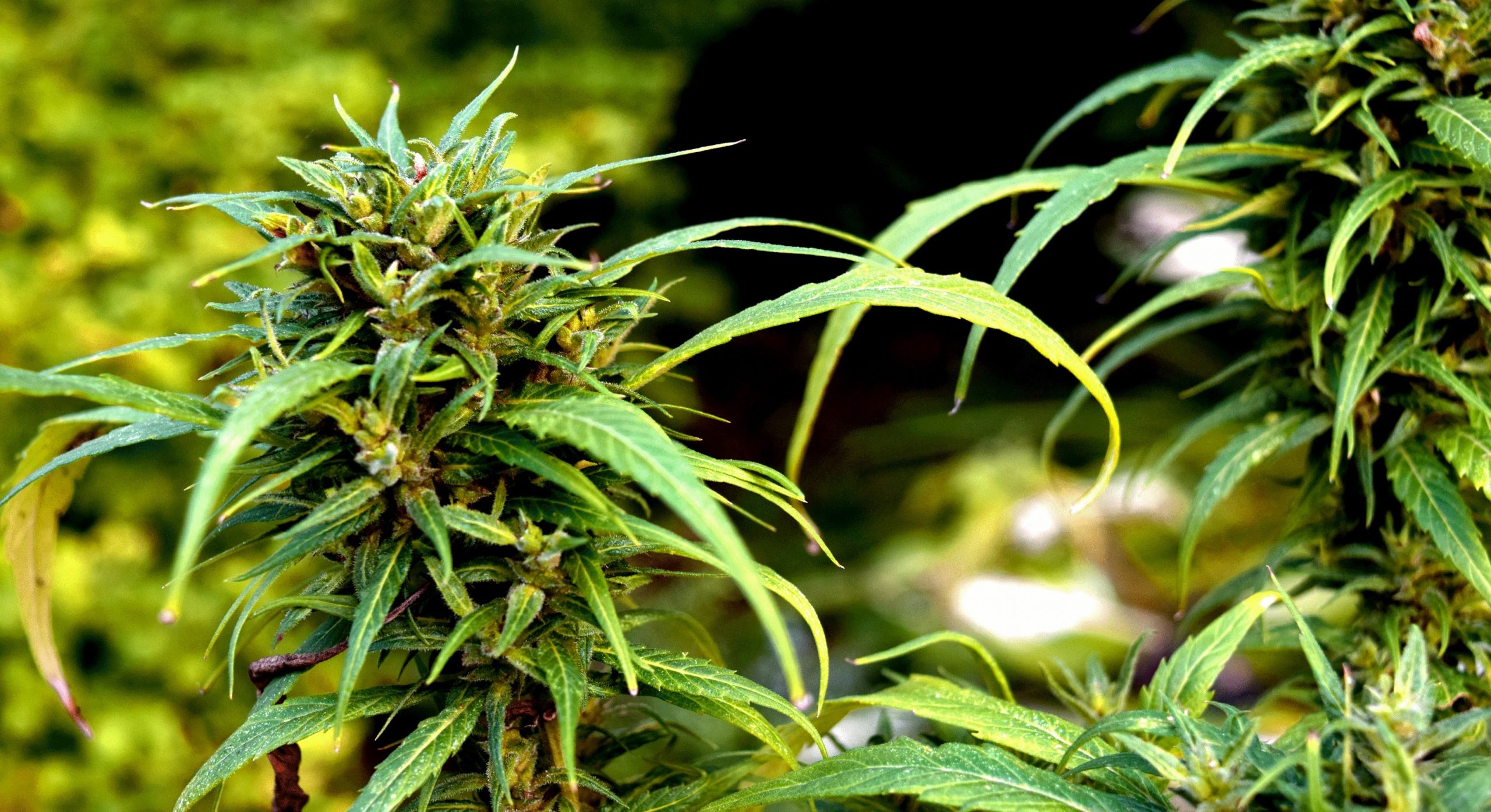 Automated Solid Phase Extraction for Cannabis Sample Preparation