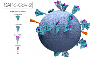 3d rendering model of SARS-CoV-2 virus (that causes COVID-19) with spike proteins
