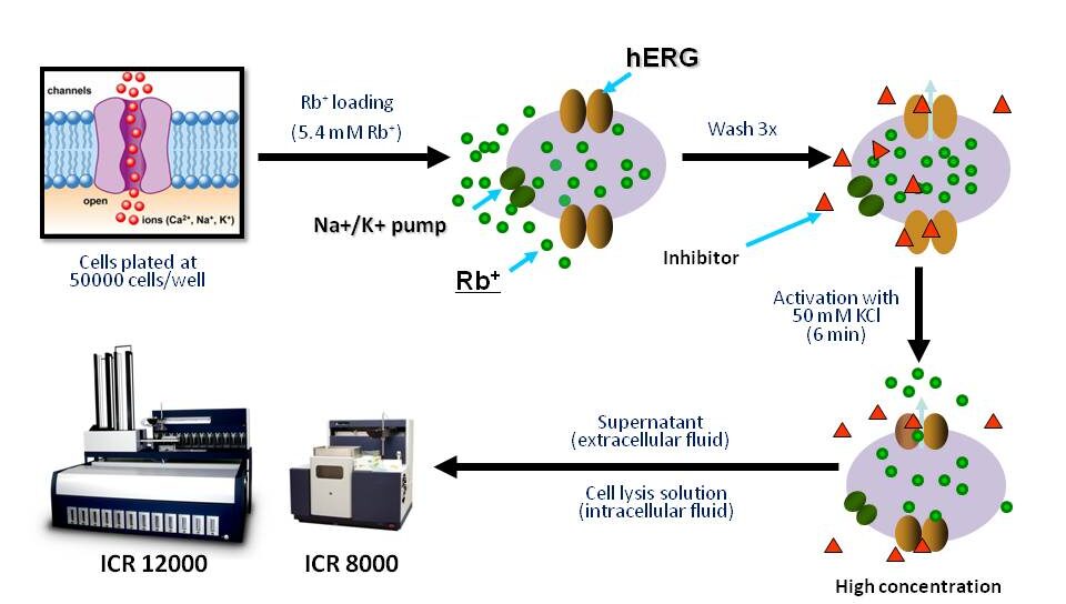 Ion Channel Reader, Ion Channel Screening Assays, High Throughput Screening Flux Assays. ICR8000 and ICR12000.