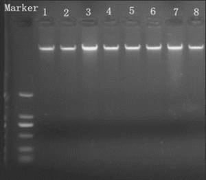 Ion Channel Reader, Plant DNA Kit Data, ICR8100 and ICR12000,