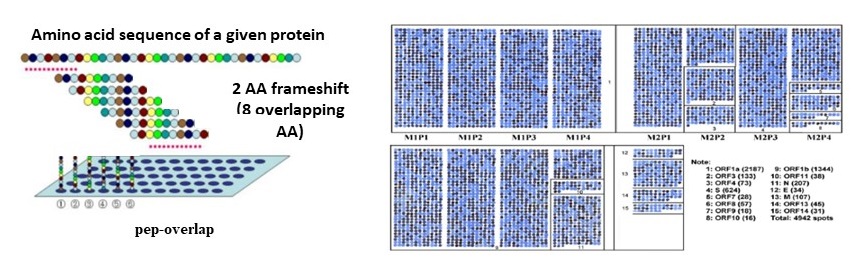 Peptide Microarray – COVID-19.Automation liquid handling. Amino acid sequence of a given protein.