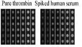 Peptide Microarray – COVID-19.Automation liquid handling. Pure thrombin Spiked human serum.