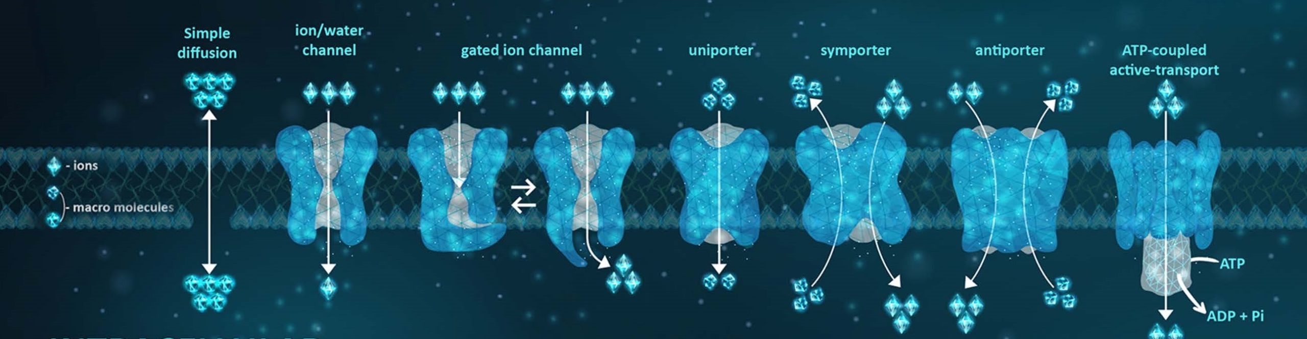 Ion Channel Reader, Ion Channel Transporter, ICR8100 and ICR12000, Access the target you need.