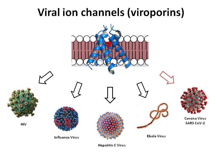 Ion Channel Reader, COVID-19 Drug & Vaccine Development, ICR8100 and ICR12000, Viral ion channels