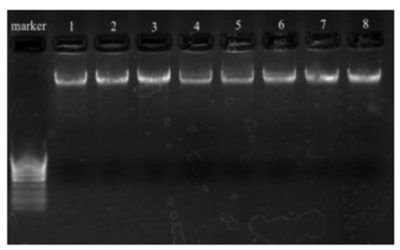 ADNap 20 Automated nucleic acid extraction system, Samples 1-8. ADNaP gel electrophoresis