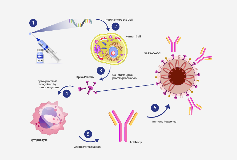 COVID-19 messenger RNA (mRNA) vaccines
