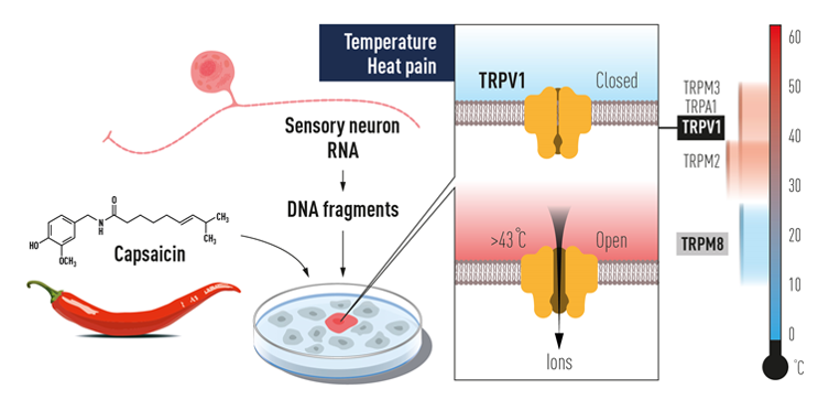 Capsaicin from Chili by David Julius. Diagram shows the Capsaicin molecule from red chili. The molecule triggers a ion channel called TRPV1 which makes us feel heat.