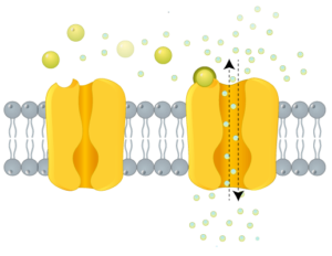 ion diagram