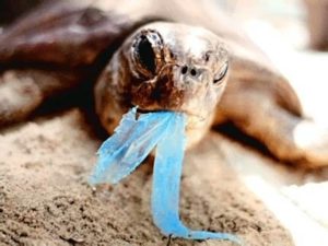 Turtle eating plastic. Plastic is a hazard to marine life.