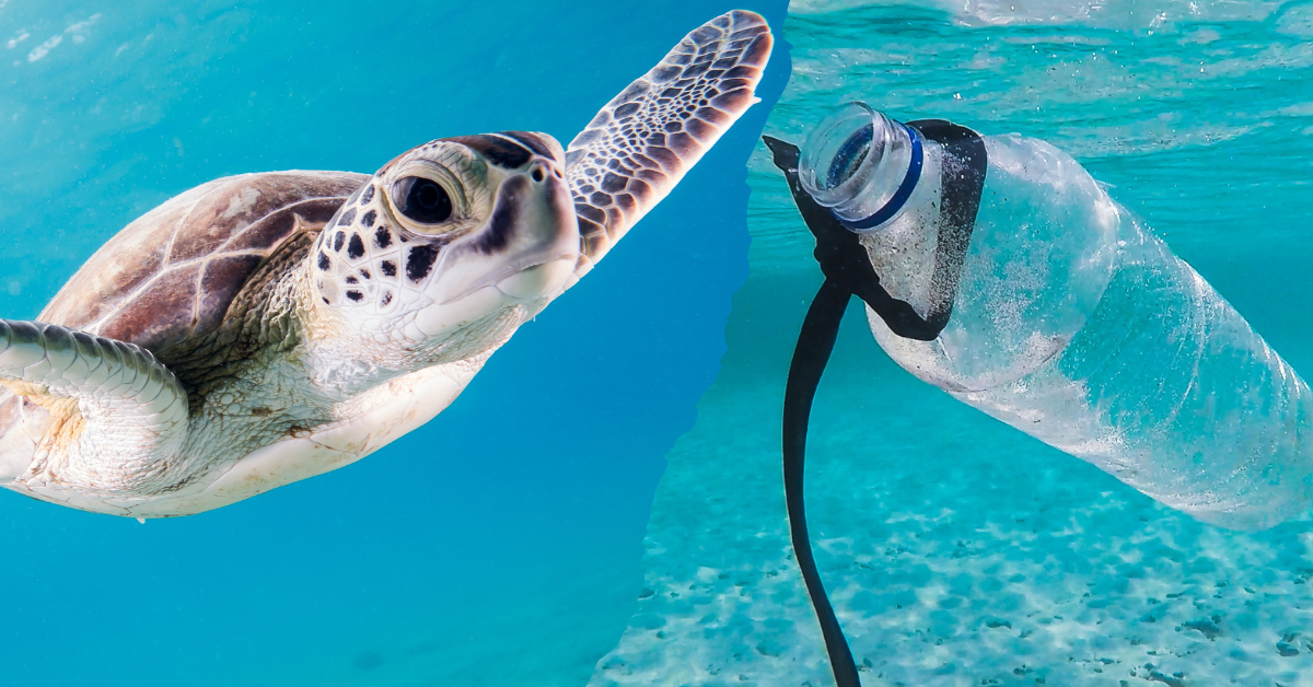 Sea Turtle swimming near plastic water bottle. Liquid-Liquid extraction is a process to test plastic in the ocean. This process is part of GMP and manufacturing. The process can now be automated, automated LLE