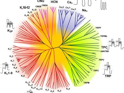 Ion channel research