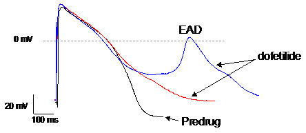 . Abnormal repolarization under the form of early after depolarizations (EADs) or delayed after depolarization