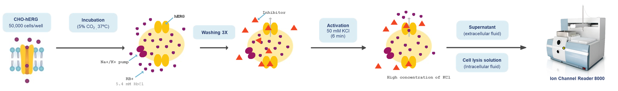 Principle of Nonradioactive Rubidium Efflux Assay