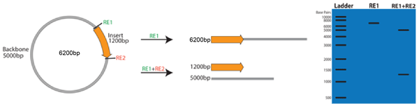 restriction enzyme digestion